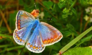 2221 | Poudré de bleu - Un papillon tout poudré de bleu...presqu'une fourrure sur son étole brodée de motifs oranges -