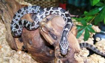 2242 | Elaphe guttataguttata - L'Elaphe guttataguttata, ou serpent des blés, vit dans l'Est des Etats-Unis. Celui-ci est né en captivité dans un terrarium, et nourri une fois par semaine de souriceaux décongelés. Il existe d'autres espèces d'elaphe également, et dans d'autres lieux aussi.
