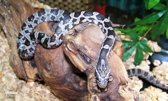puzzle Elaphe guttataguttata, L'Elaphe guttataguttata, ou serpent des blés, vit dans l'Est des Etats-Unis. Celui-ci est né en captivité dans un terrarium, et nourri une fois par semaine de souriceaux décongelés. Il existe d'autres espèces d'elaphe également, et dans d'autres lieux aussi.