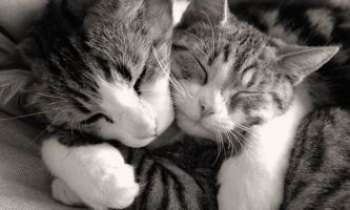2303 | Amours de chats - Deux chats s'aimaient d'amour tendre. Manifestion de tendresse, toutes griffes rentrées.