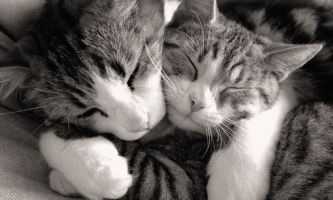puzzle Amours de chats, Deux chats s'aimaient d'amour tendre. Manifestion de tendresse, toutes griffes rentrées.