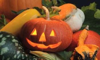 2281 | Citrouille smiley - De tout temps et en toute civilisation, les courges, citrouilles ont été utilisées : délicieuses dans l'assiette, elles servent aussi de récipient...tout autant que de lanterne, le symbole d'Halloween. 
