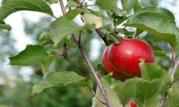 2284 | Le temps des pommes - Bien tentante cette pomme rutilante, prête à cueillir : mais n'est-ce pas justement un de ses attributs, la tentation, tout autant que sa réputation de donner la santé à ceux qui la consomment.