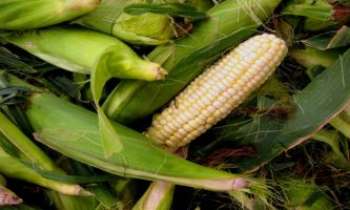 2286 | Epi de maïs - Au temps du barbecue, l'épi de maïs grillé n'est pas en reste.