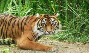 2292 | Jeune Tigresse - Kahla, une jeune tigresse de l'Inde âgée de 3 ans - Encore le temps des jeux, mais il serait vain de s'y essayer avec elle : elle gagnerait sûrement et douloureusement pour le perdant. 