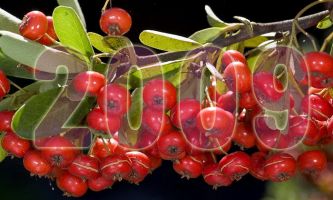 puzzle Au Gui l'An Neuf,  "O ghel an hem" chez les druides celtiques, le blé germe. La nature sera bientôt de retour, incantation pour les cérémonies du solstice d'hiver. Ce qui a donné par déformation "Au gui l'An Neuf" - Nous en avons gardé la tradition au moment de Noël et du Jour de l'An.