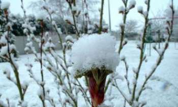 2339 | Bourgeons sous la neige - Des bourgeons sous la neige. Leur résistance de jeunes pousses ne leur fait même pas baisser leur tête. Au contraire ils en semblent tout regaillardis.