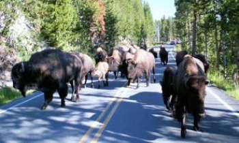 2387 | Bisons sur la route - Dans le parc du Yellowstone aux USA : les bisons ne sont pas timides. Ce seraient plutôt les voitures qui le seraient sur leur passage ! 
