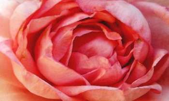 2437 | Comme un dessin - Le coeur de cette rose de jardin s'est prêté au jeu de la photo et de la lumière au point de se dessiner lui-même sur le cadre.