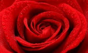 2358 | Rosée et coeur de Rose - Pour vous souhaiter une bonne fête à toutes et tous à l'occasion de la Saint-Valentin.