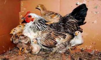 2359 | Poule au chaud - Mère poule et ses poussins ont trouvé un abri où toute la petite famille peut se protéger du froid environnant.