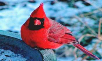 2369 | Le cardinal - Un oiseau qui fait souvent la joie de tous, il vient volontiers se nourrir dans les jardins pour peu qu'il y trouve ce qu'il lui convient. Réjouissant, le mâle surtout par sa couleur feu, il peut égayer facilement les hivers les plus rudes. Il ne migre pas. On le rencontre principalement au Canada et aux USA.