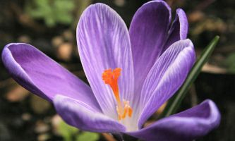 puzzle Crocus violet, La fleur de Printemps par excellence, blanche ou violette, sauvage ou dans les jardins, elle réjouit l'oeil. Le safran n'est autre que le pistil d'une de ses variétés. 