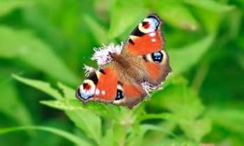 2395 | Papillon rouge - Saisi en plein vol, ce papillon a le sens des couleurs complémentaires !...comme tous ses congénères, il a su choisir sa fleur.
