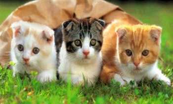 2419 | Cache-cache de chatons - Bien marris ces trois chatons : ils se sont fait repérer rapidement, ils avaient seulement oublié de changer leur cachette de sens avant de s'y réfugier !
