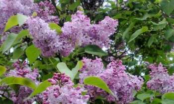 2426 | Lilas de Printemps - Un des symboles de cette saison, dans les jardins où il s'en trouve. La fraîcheur de ses grappes vigoureuses et sa délicate senteur font bien vite oublier l'hiver.
