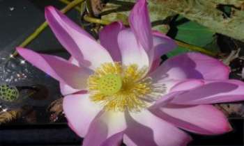2428 | Coeur de Lotus - Nénuphar géant du Nord de l'Australie. Il pousse dans les eaux stagnantes des goulets de rivières. Le coeur de lotus est très apprécié dans la cuisine chinoise. Un met très fin et délicat.