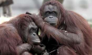 2434 | Compagnons - Un duo de charme et de tendresse. Les singes sont des animaux extrêment sociables le plus souvent.
