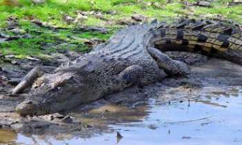 2442 | Crocodile - Tel un gardien des lieux dont on oublie la présence, mais toujours vigilant, le crocodile se sert de son camouflage tout autant que de sa capacité à rester immobile, pour guetter ses proies et ne pas les manquer. Sa rapidité d'action est alors fulgurante.  