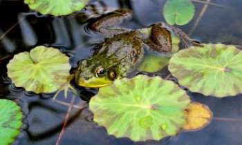 2448 | Un crapaud heureux - Comment en serait-il autrement, dans ce délicat environnement de splendides nénuphars flottant à la surface, aux couleurs rafraîchissantes, tout autant que celle de l'eau de ce bassin dans lequel ils ont élu domicile.