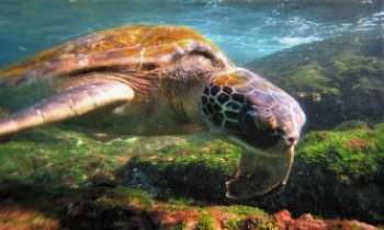 2463 | Tortue de mer - Qui ne rêverait pas d'être à la place du photographe devant cette ante-diluvienne tortue, bien présente sur cette terre déjà bien avant nous.