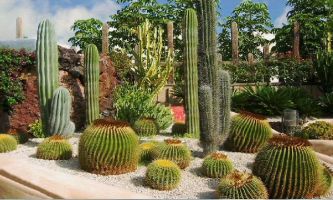 puzzle Jardin de Cactées, Les cactus couvrent un large éventail de formes (sphériques, cylindriques, en forme de pilier, avec des feuilles pointues). Les voici tous réunis dans ce jardin.