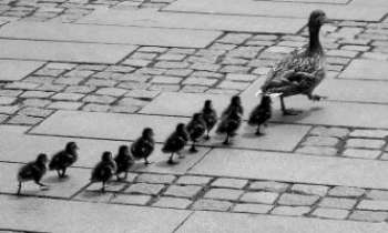 2453 | La famille cannetons - Maman canard n'est pas peu fière de son impressionnate couvée qui la suit fièrement dans sa traversée de cette agora piétonnière !