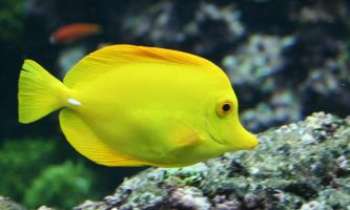 2459 | Poisson chirugien - Ce charmant poisson "chirurgien" aux couleurs fluorescentes, du rouge au bleu, en passant par le jaune et le vert se rencontre facilement dans l'Océan Indien et le Pacifique.