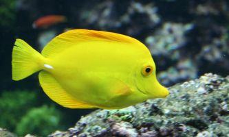 puzzle Poisson chirugien, Ce charmant poisson "chirurgien" aux couleurs fluorescentes, du rouge au bleu, en passant par le jaune et le vert se rencontre facilement dans l'Océan Indien et le Pacifique.