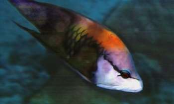 2472 | Camïeu d'arc-en-ciel - Une palette de peintre a été nécessaire pour inventer la robe de ce poisson multicolore.