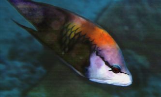 puzzle Camïeu d'arc-en-ciel, Une palette de peintre a été nécessaire pour inventer la robe de ce poisson multicolore.
