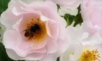 2496 | Butineuse - Quel régal pour l'abeille ! prendre son repas dans d'aussi délicates fleurs !