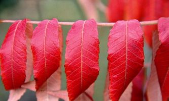 puzzle Sur un fil, L'automne pare de somptueuses couleurs les feuilles de nombreuses espèces, elles peuvent passer du vert sombre à l'éclat du rouge flamboyant, avant de constituer un tapis feutré annonçant l'hiver.