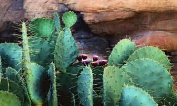 2529 | Cactus et roche - Une symbiose réussie, celle des cactus et de la roche : une douceur réelle émane de ces deux effets de la nature, malgré le coté épineux de l'un, et l'apparente dureté de l'autre.