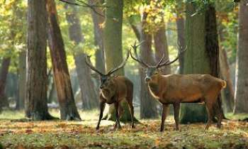 2533 | Rencontre en forêt - A la saison du brame, dans la forêt de Rambouillet, deux cerfs sont apparus dans la lumière de ce sous-bois. Un instant magique pour le photographe également !