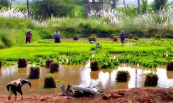 2536 | Rizière - Inde - En Inde, de jeunes pousses de riz verdoyantes prêtes pour le repiquage sont la récompense et la fierté d'un dur labeur savamment accompli.