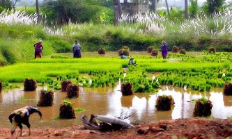 puzzle Rizière - Inde, En Inde, de jeunes pousses de riz verdoyantes prêtes pour le repiquage sont la récompense et la fierté d'un dur labeur savamment accompli.