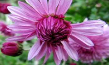 2540 | Chrysanthème - Aux très nombreuses variétés, le chrysanthème, quelle que soit sa forme, son appellation, réjouit par ses couleurs riches et gaies, à l'approche de l'hiver.