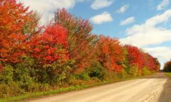 2546 | Couleurs sur le chemin - Couleur rouge des arbres en automne, glorieuse et réjouissante, mélangée à la couleur ténue de leurs verts mordorés.