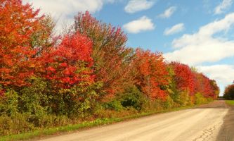 puzzle Couleurs sur le chemin, Couleur rouge des arbres en automne, glorieuse et réjouissante, mélangée à la couleur ténue de leurs verts mordorés.