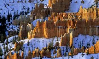 2554 | Bryce Canyon - Utah - Sculptures naturelles, comme des cathédrales sur leur tapis de neige s'élevant vers le ciel. 