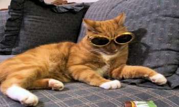 2575 | Lunettes pour chat - Ou...chat à lunettes ! On les savait écrivains, ils poussent maintenant la ressemblance avec les humains, jusqu'à se protéger d'une trop grande célébrité ! 