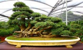 2581 | Bonzaï - Le bonzaï, arbre nain japonais, un résultat obtenu par des soins spécifiques et réguliers, pour garder la forme de l'arbre dans la nature, tout en l'amenant à maturité en modèle réduit. Très décoratif, il a acquis droit de cité un peu partout dans le monde.