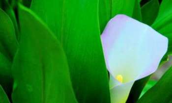 2634 | Arum printanier - Aux couleurs du printemps, vert espoir et pureté du blanc, plus une pointe de jaune guilleret, pour faire penser à l'été, proche et lointain tout à la fois.