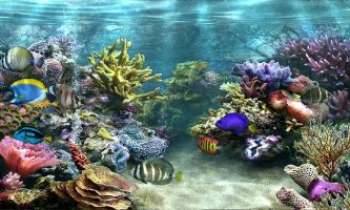 2632 | Au fond des mers - Les aquariums géants dont beaucoup de villes se sont dotées permettent à leurs nombreux visiteurs d'explorer les fonds marins exotiques à leur tour.