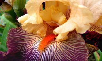 puzzle Iris perroquet, Délicat et flamboyant, l'iris perroquet se pare des attributs des fleurs exotiques.