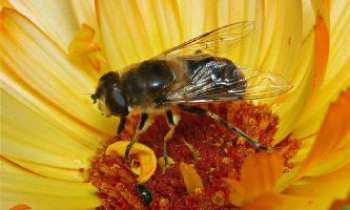 2651 | Pollinisation - Sans l'abeille, pas de civilisation ! Il faut espérer qu'elles pourront jouer leur rôle encore longtemps.