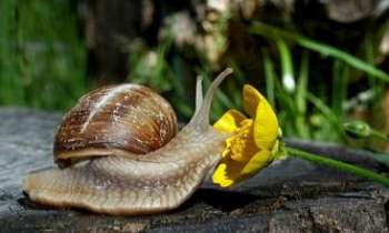 2659 | Escargot explorateur - Les escargots ne passent pas tous leur temps à rentrer dans leur coquille : la preuve, celui-ci semble bien aventureux !
