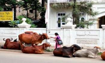 2673 | Bombay - vaches sacrées - En Inde, la vache est considérée comme un animal sacré : partout elles se mêlent aux passants, charettes, bicyclettes, voitures, etc...Bombay n'y fait pas exception, comme ailleurs, les passants les révèrent autant qu'ils familiarisent avec elles.