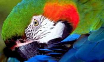 2690 | Perroquet à la Picasso - Un peu comme pour ce grand maître du cubisme, les couleurs sont bien
présentes, mais il faut faire un petit effort d'imagination pour rassembler
les morceaux de ce portrait et y voir finalement ce perroquet au somptueux
plumage.